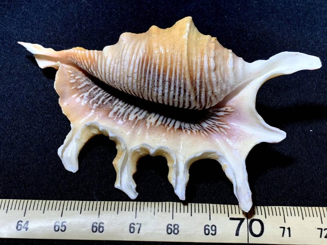 コエポン　貝殻標本４点