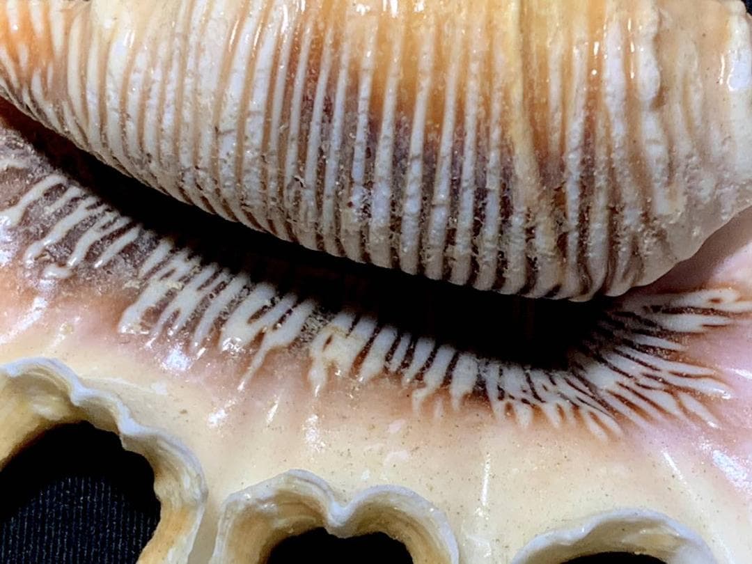 コエポン　貝殻標本４点