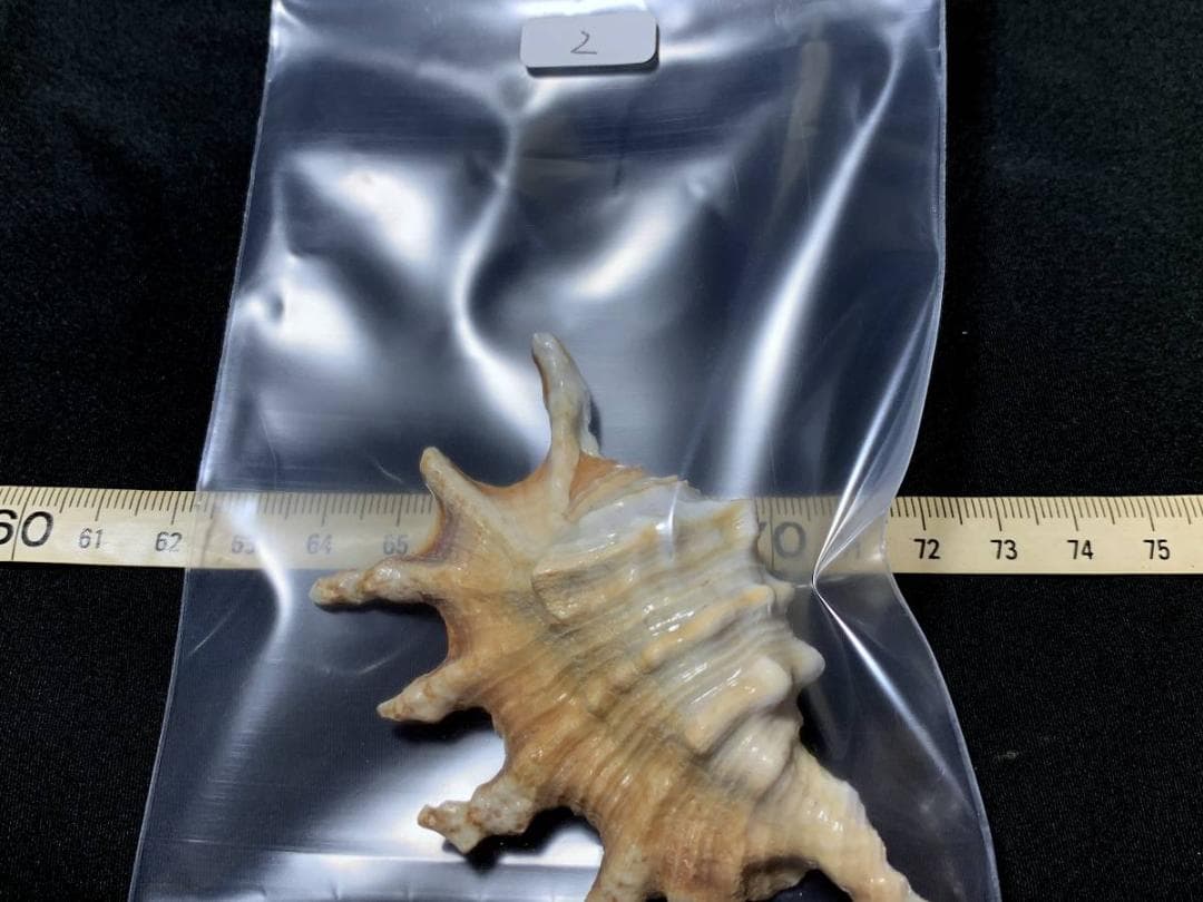 コエポン　貝殻標本４点