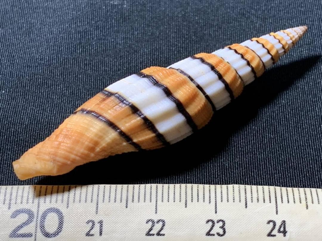 コエポン　貝殻標本４点