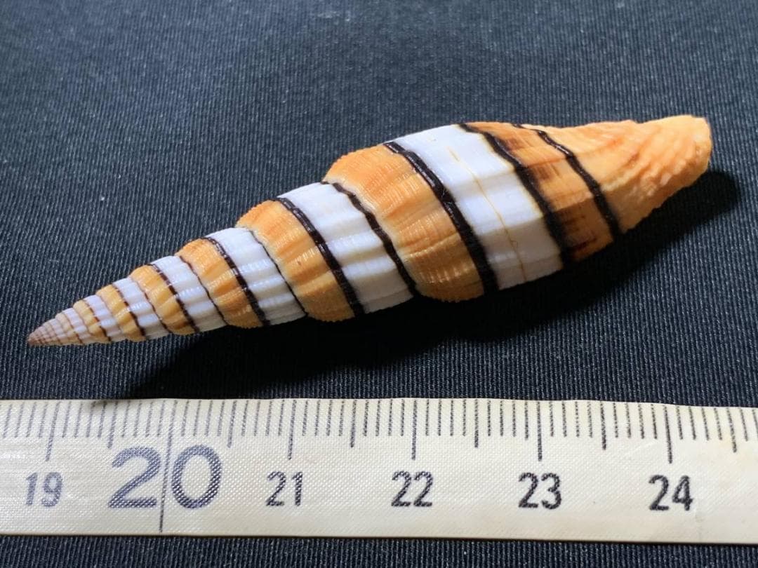 コエポン　貝殻標本４点