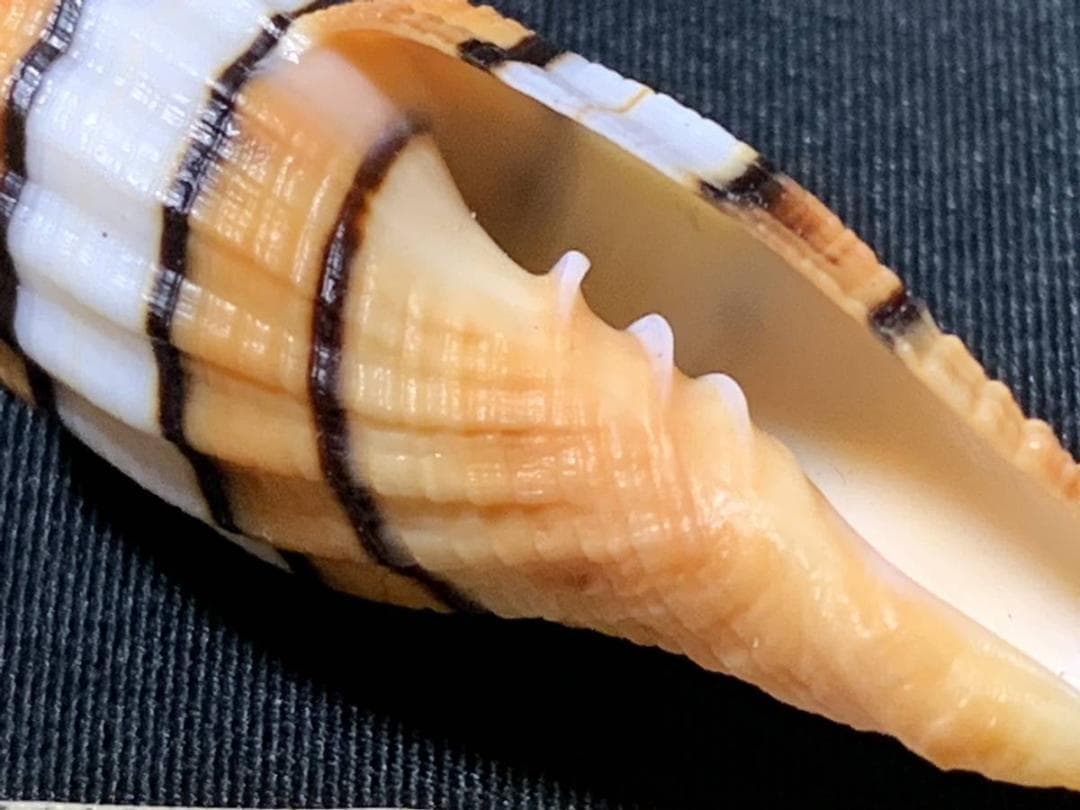 コエポン　貝殻標本４点