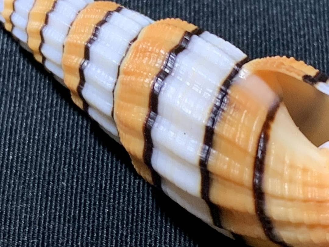 コエポン　貝殻標本４点