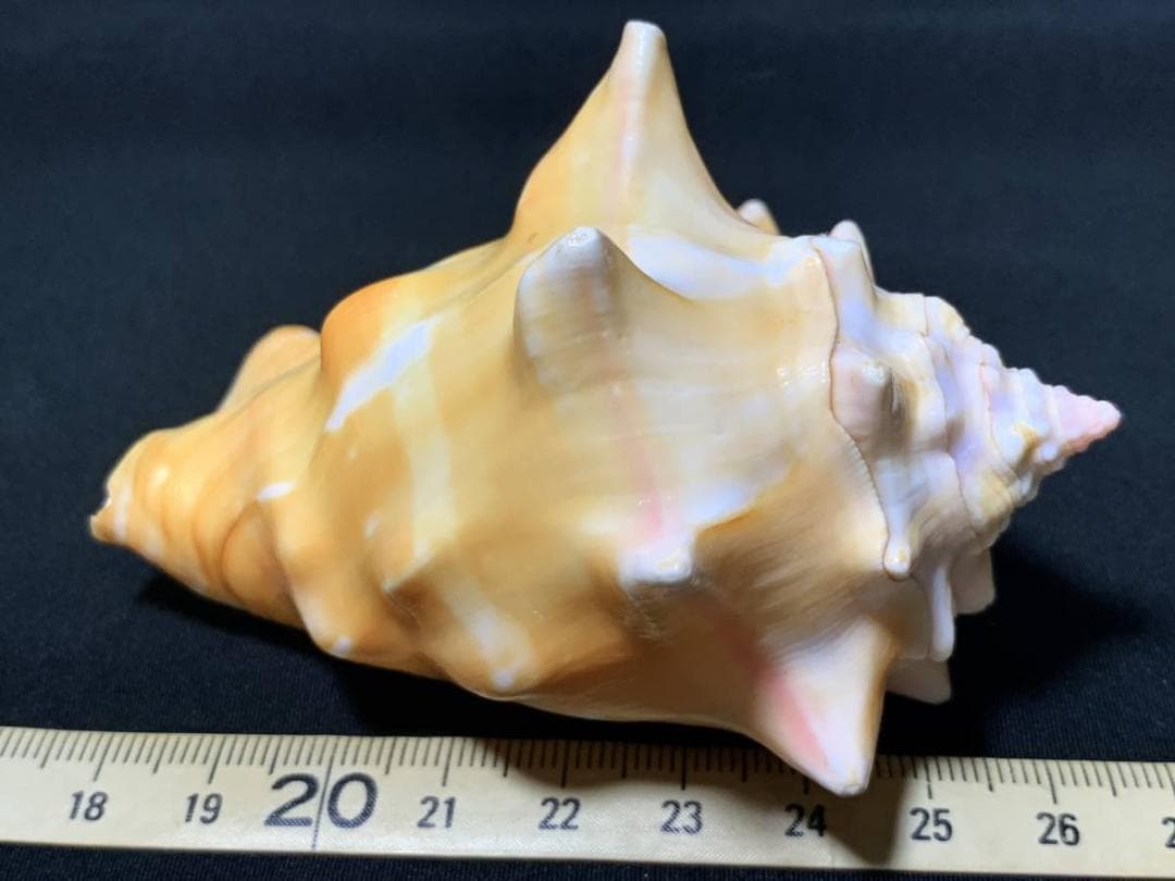 コエポン　貝殻標本４点