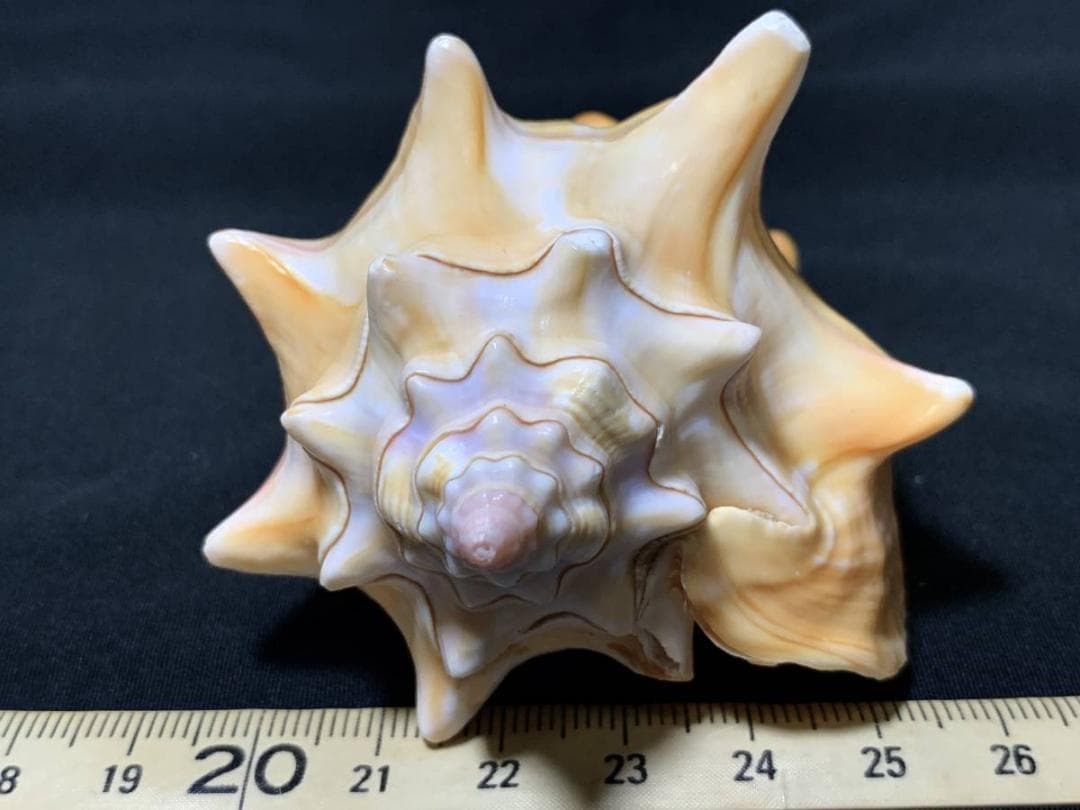 コエポン　貝殻標本４点