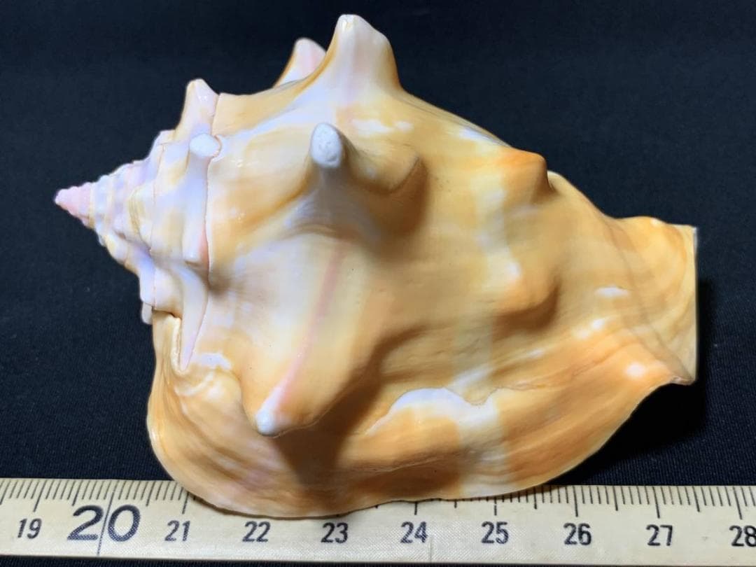 コエポン　貝殻標本４点