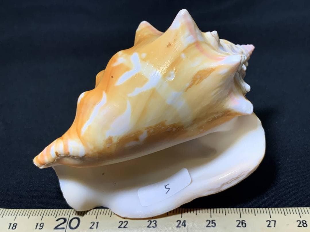 コエポン　貝殻標本４点