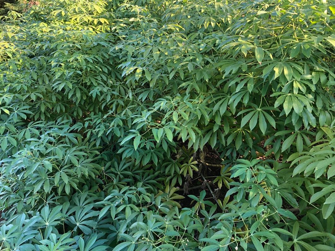 キャッサバ挿し木(埋め木)用苗100本