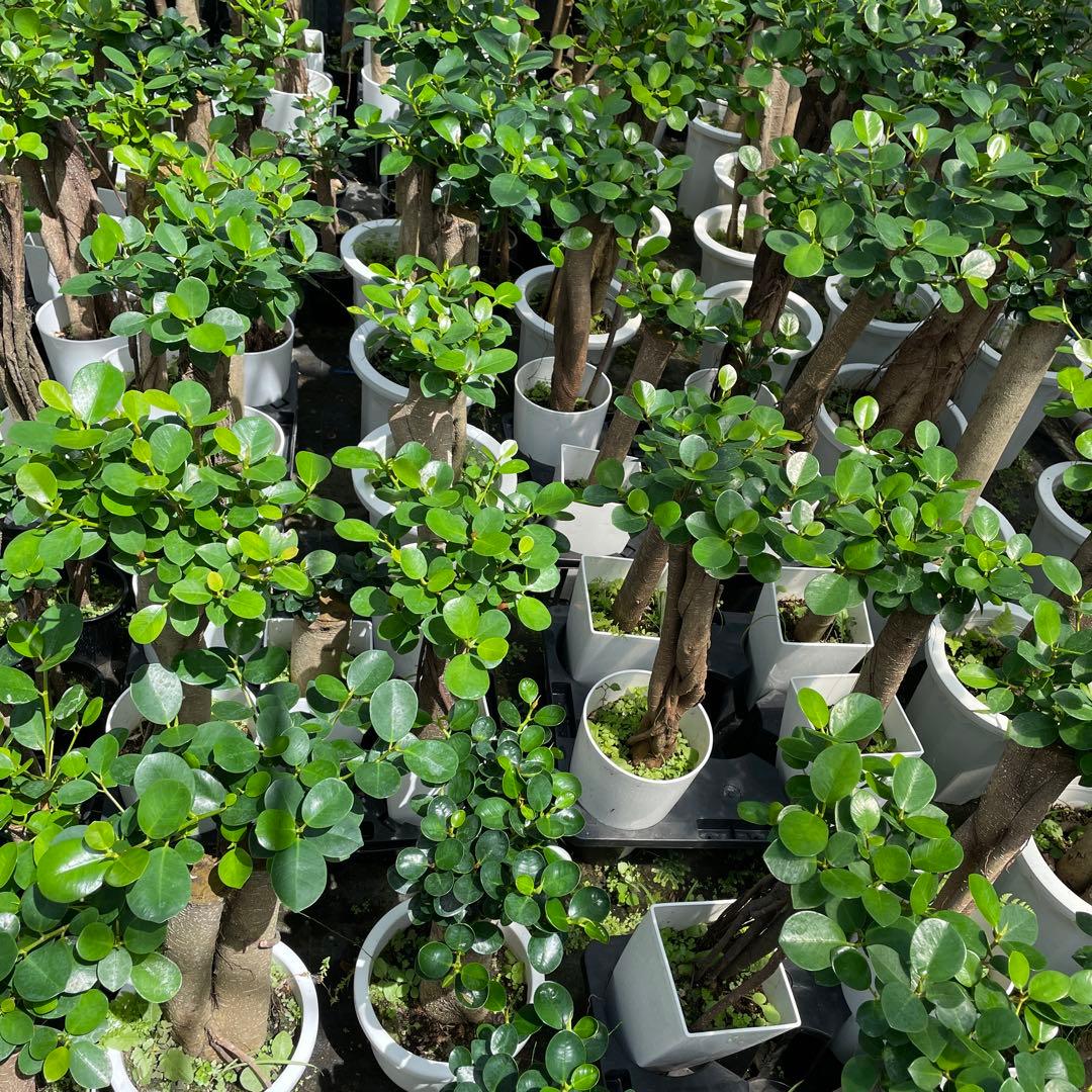 パンダガジュマル　希望の商品を選べます