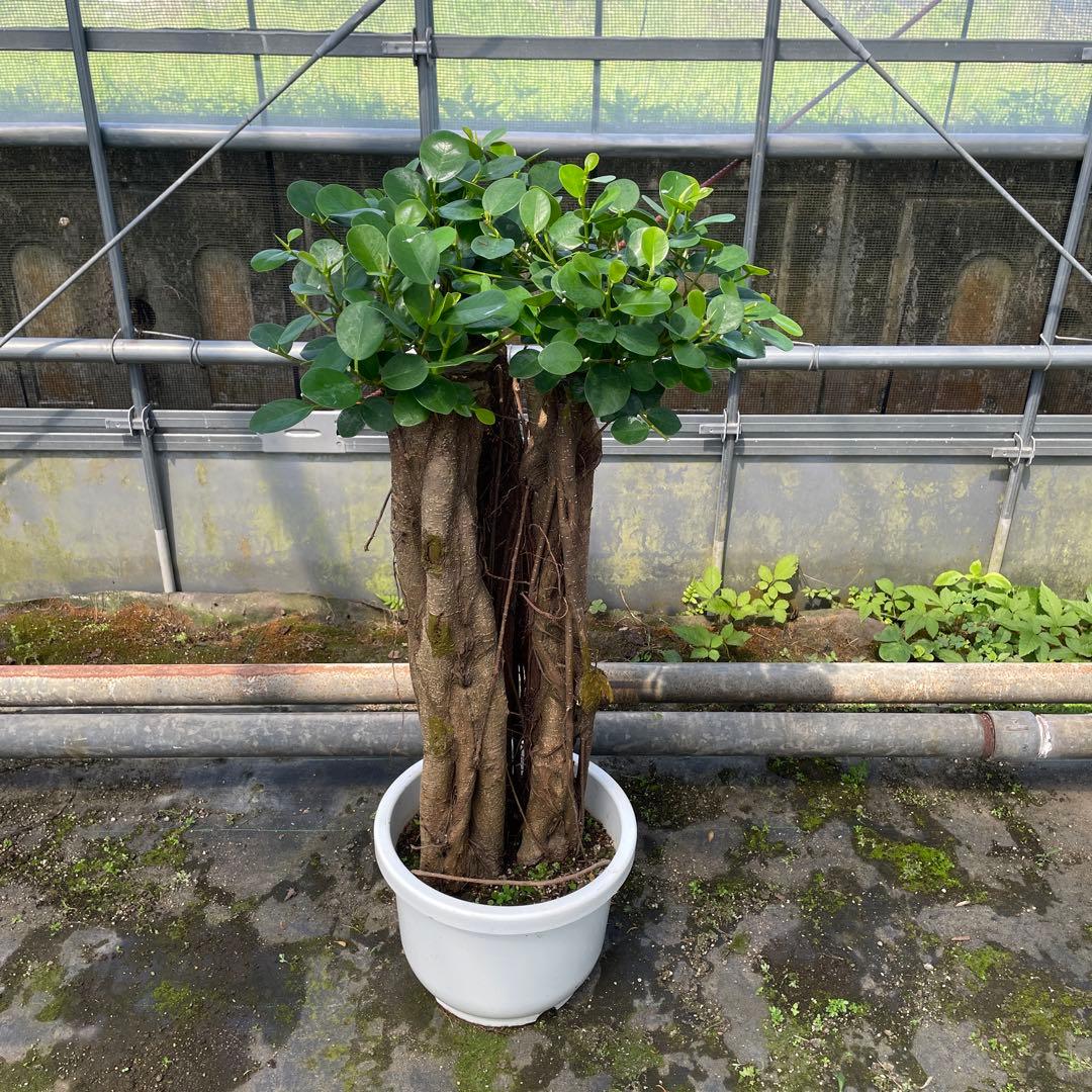 パンダガジュマル　希望の商品を選べます