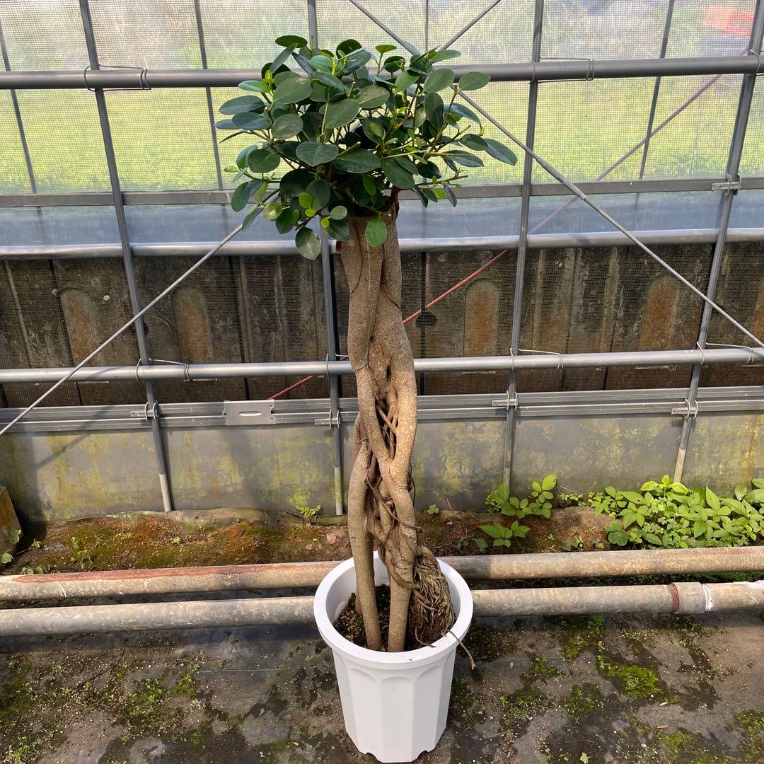 パンダガジュマル　希望の商品を選べます