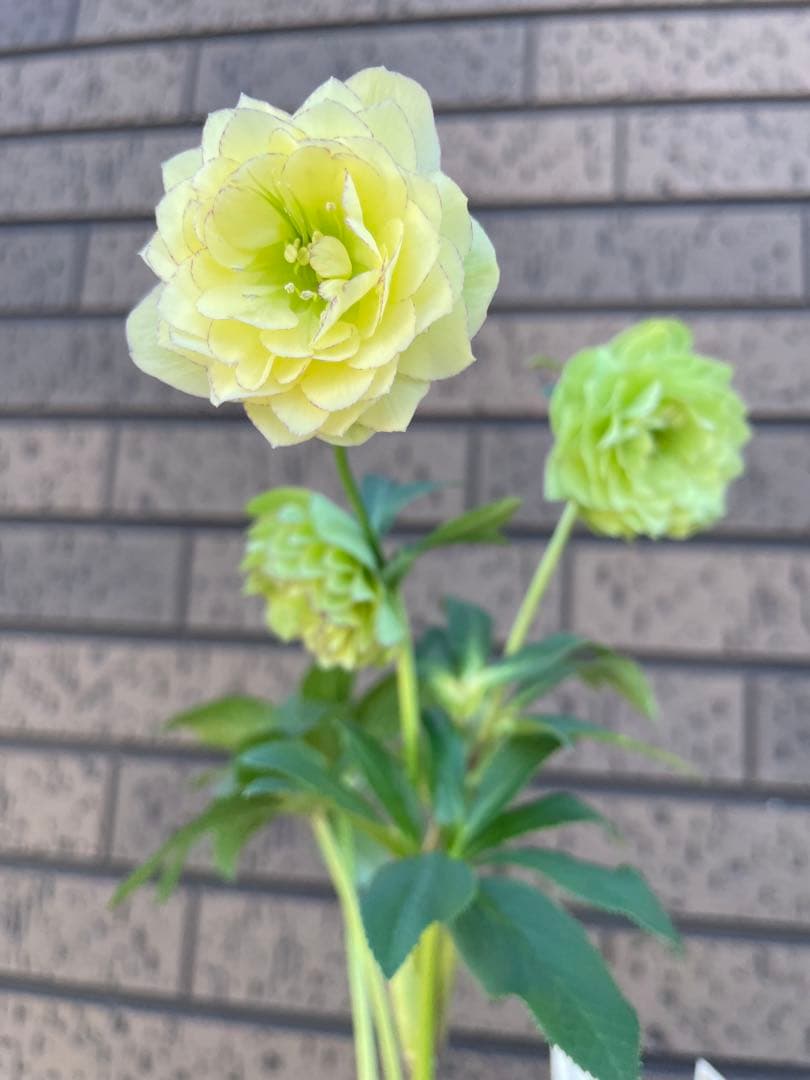 クリスマスローズ　アフロディーテ　小輪　 開花株　加藤農園