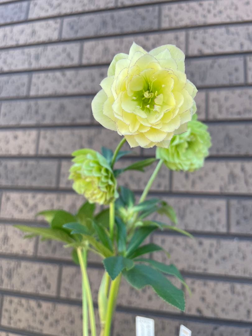 クリスマスローズ　アフロディーテ　小輪　 開花株　加藤農園