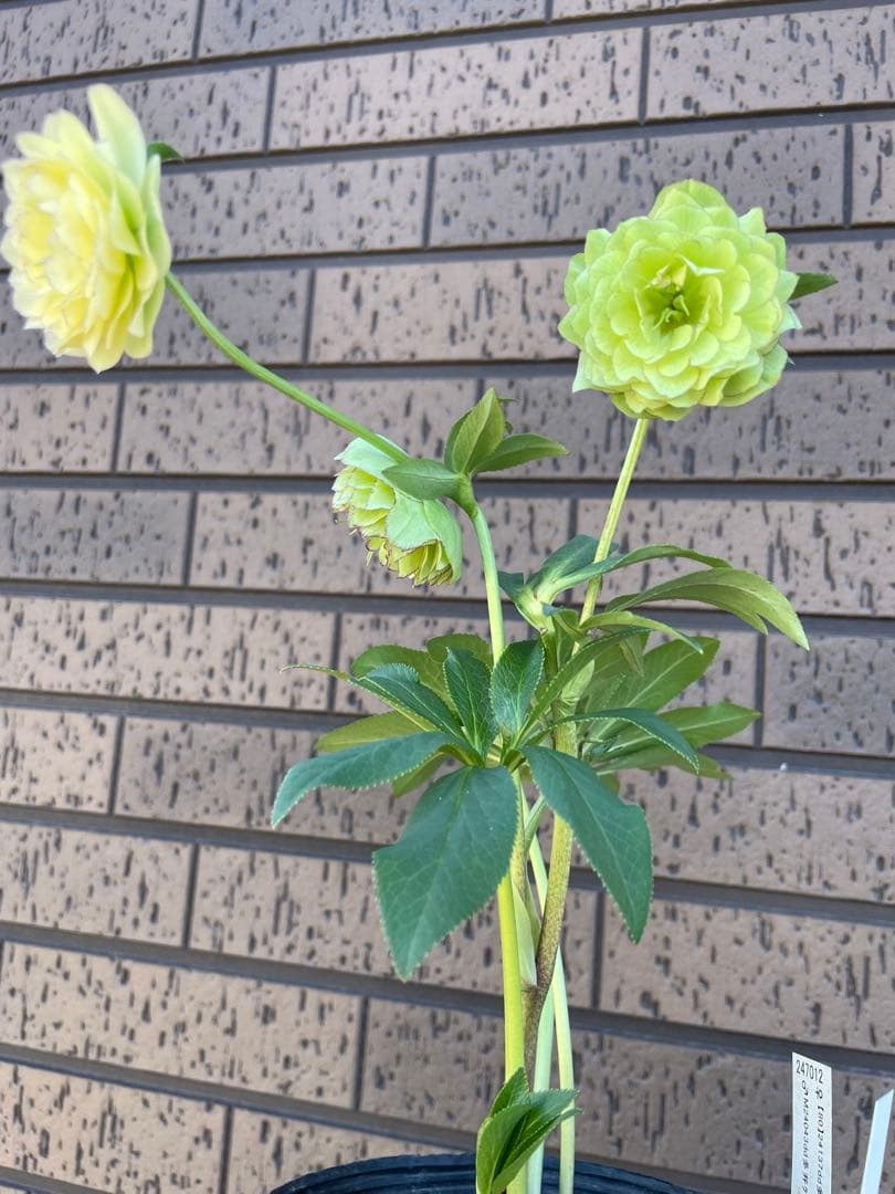 クリスマスローズ　アフロディーテ　小輪　 開花株　加藤農園