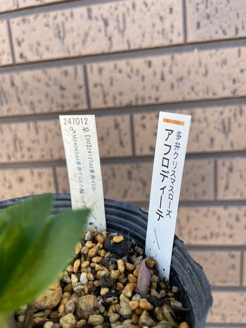 クリスマスローズ　アフロディーテ　小輪　 開花株　加藤農園