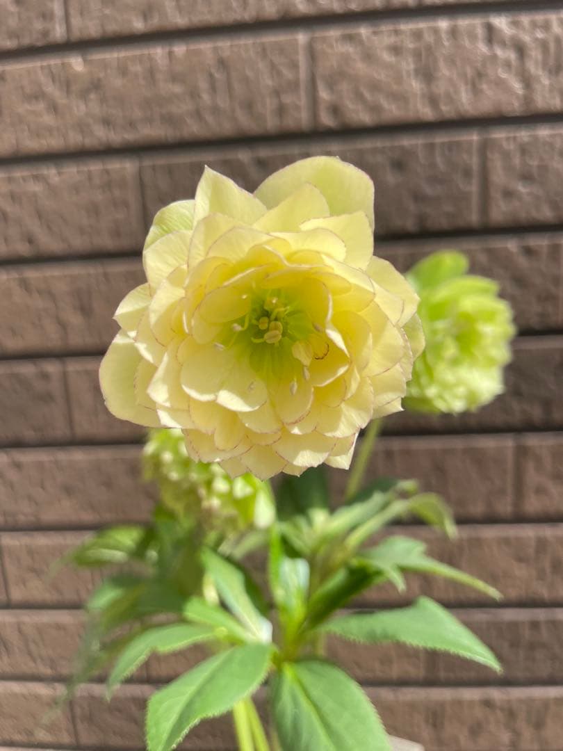 クリスマスローズ　アフロディーテ　小輪　 開花株　加藤農園