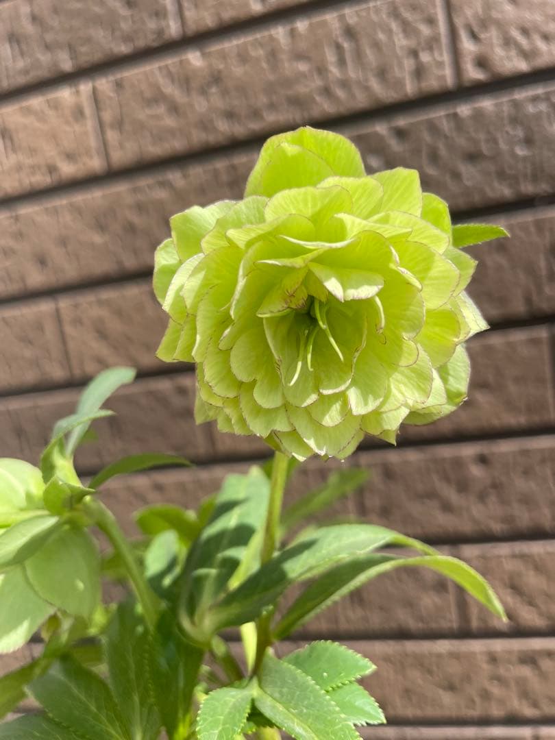 クリスマスローズ　アフロディーテ　小輪　 開花株　加藤農園