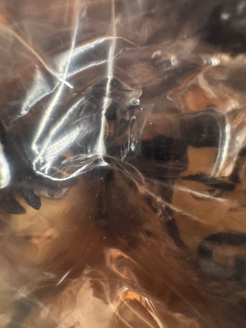 スパイダー版 はじめの一歩 THE FIGHTING! 幕之内 一歩 フィギュア