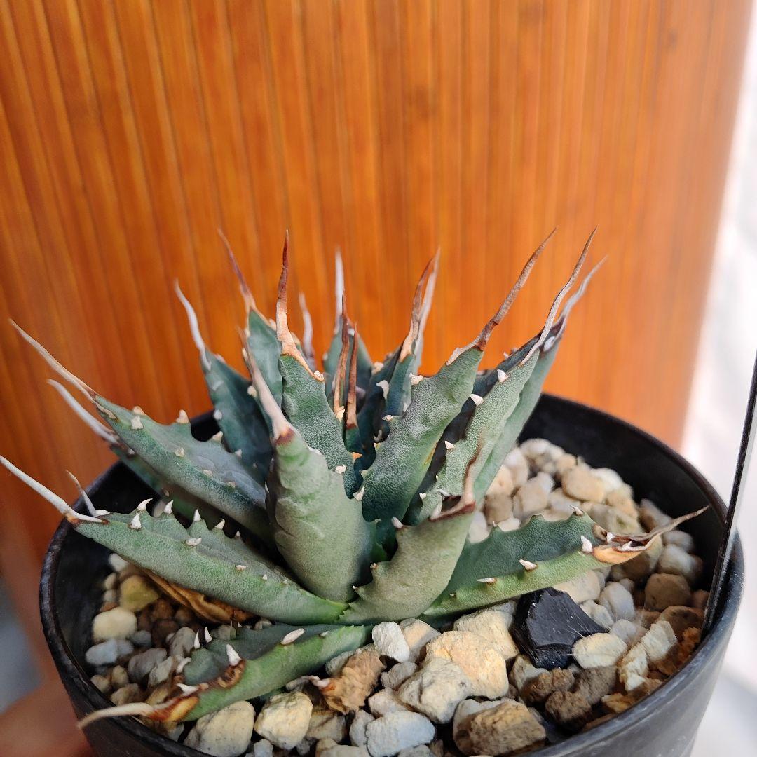 アガベ ユタエンシス エボリスピナ　実生　陽炎　強刺