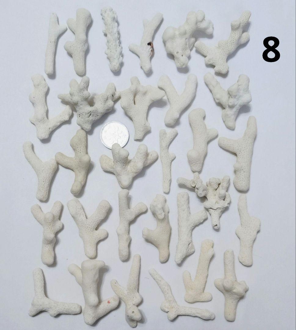 珊瑚 サンゴ 欠片 カケラ 白 セット シェル 貝がら 貝殻 貝 コーラル