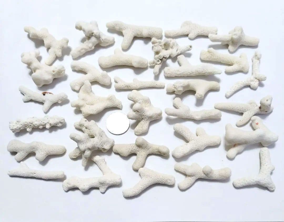 珊瑚 サンゴ 欠片 カケラ 白 セット シェル 貝がら 貝殻 貝 コーラル