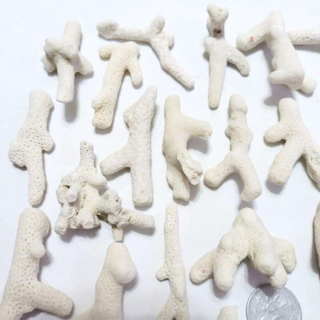 珊瑚 サンゴ 欠片 カケラ 白 セット シェル 貝がら 貝殻 貝 コーラル