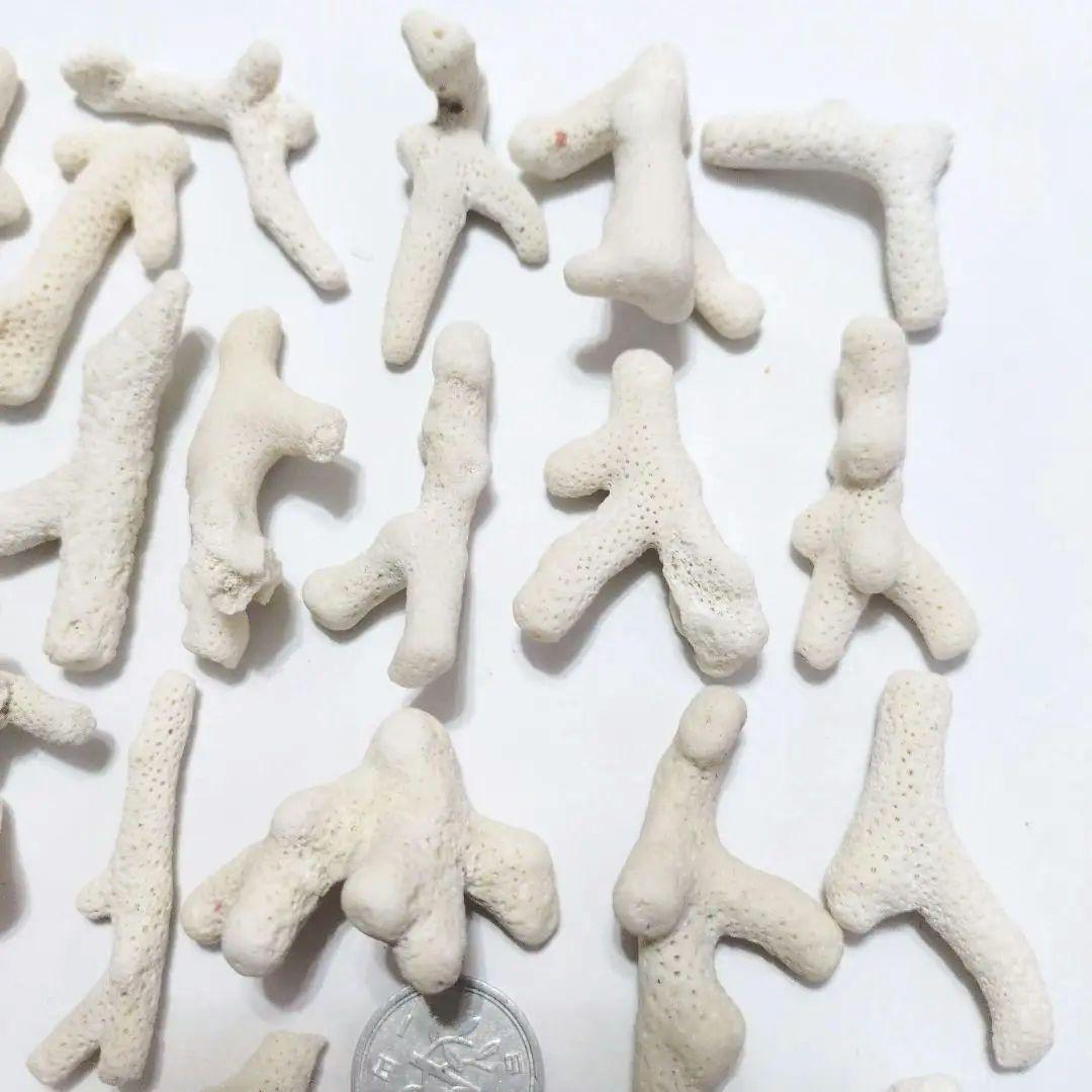 珊瑚 サンゴ 欠片 カケラ 白 セット シェル 貝がら 貝殻 貝 コーラル