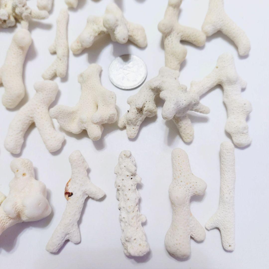 珊瑚 サンゴ 欠片 カケラ 白 セット シェル 貝がら 貝殻 貝 コーラル