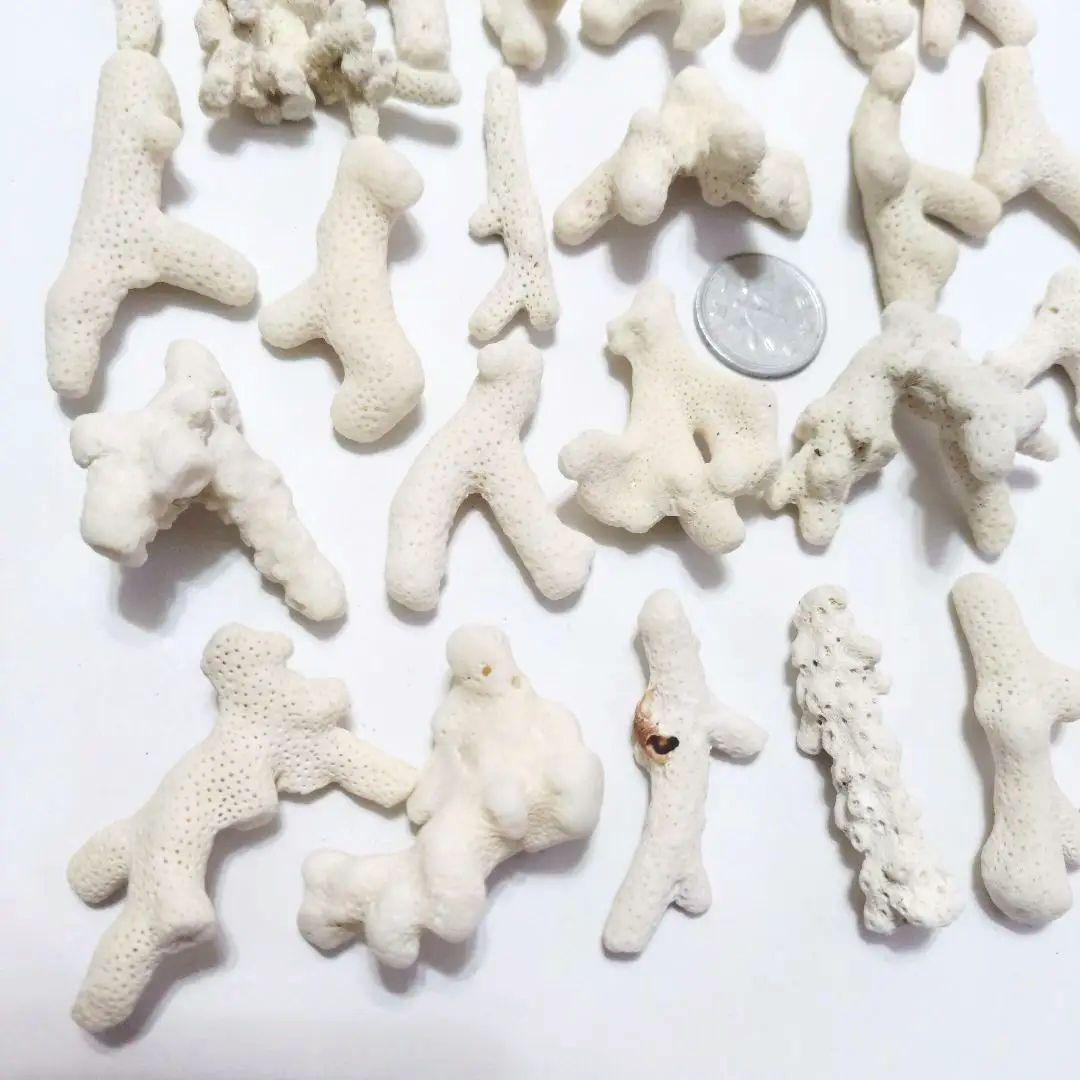 珊瑚 サンゴ 欠片 カケラ 白 セット シェル 貝がら 貝殻 貝 コーラル