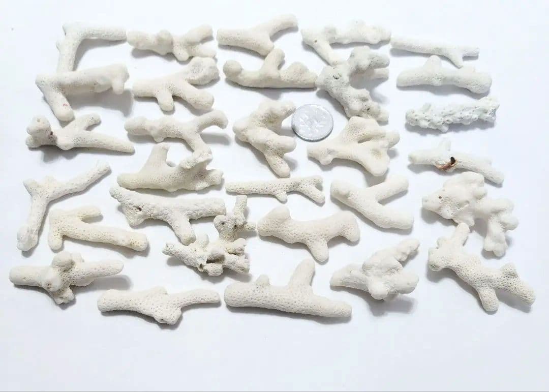 珊瑚 サンゴ 欠片 カケラ 白 セット シェル 貝がら 貝殻 貝 コーラル