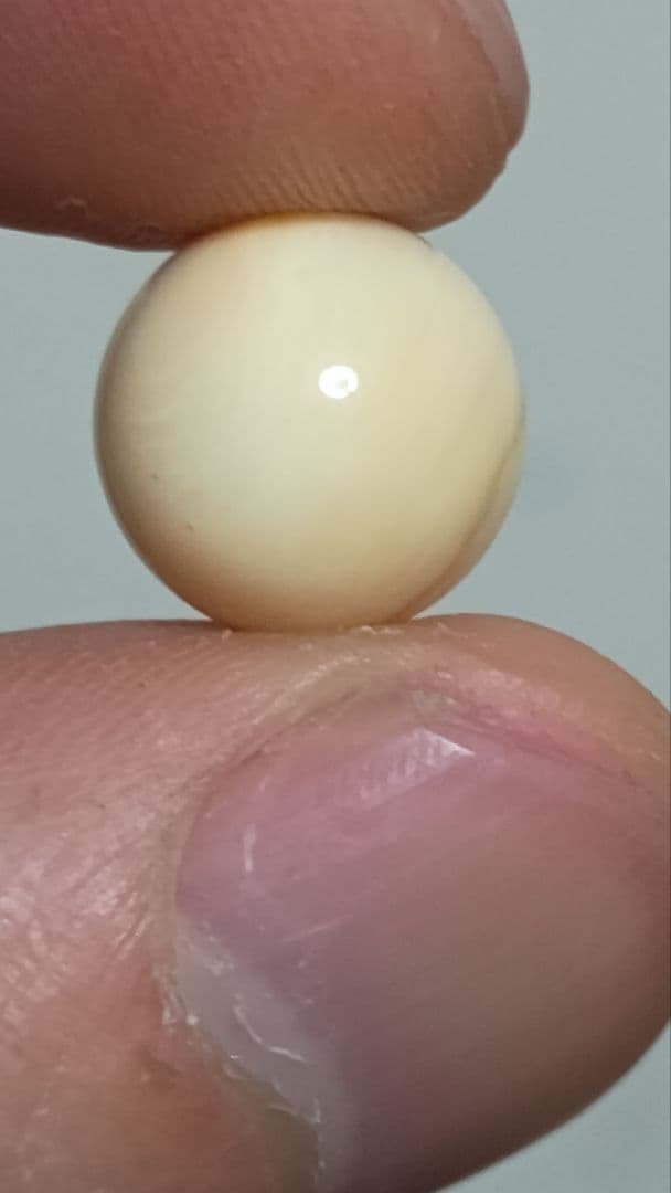 マッコウ鯨 牙玉 鯨歯玉 標本 緒締 根付 大約11㎜