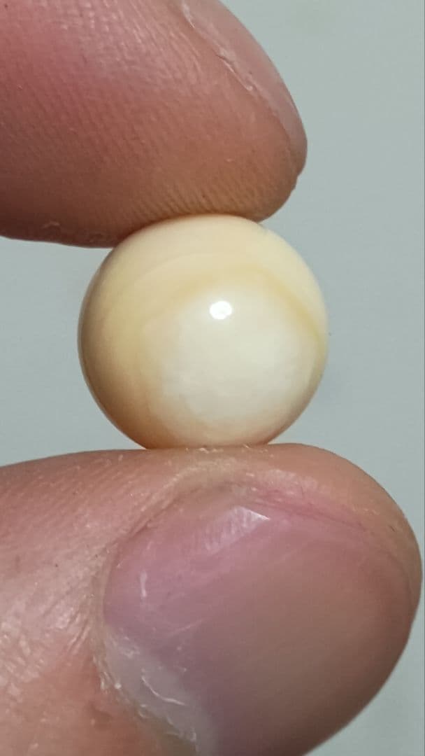 マッコウ鯨 牙玉 鯨歯玉 標本 緒締 根付 大約11㎜