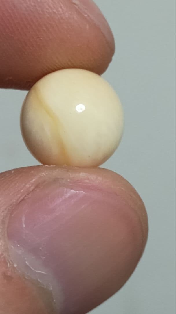 マッコウ鯨 牙玉 鯨歯玉 標本 緒締 根付 大約11㎜