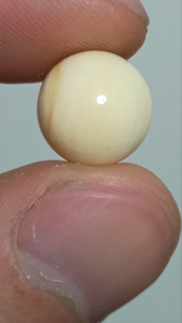 マッコウ鯨 牙玉 鯨歯玉 標本 緒締 根付 大約11㎜