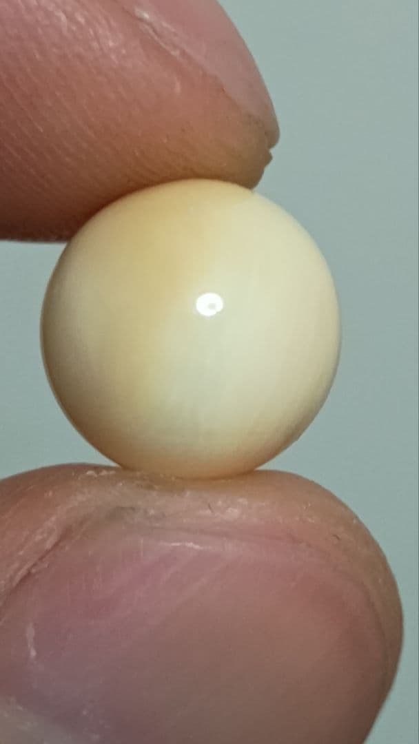 マッコウ鯨 牙玉 鯨歯玉 標本 緒締 根付 大約11㎜