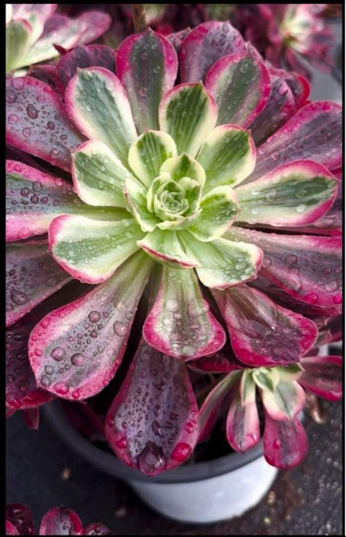 多肉植物❤️アエオニウム錦❤️ウエディングドレス❤️