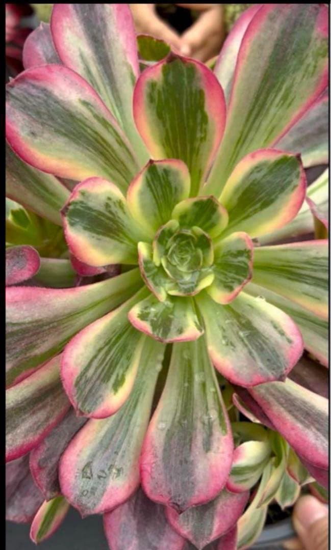 多肉植物❤️アエオニウム錦❤️ウエディングドレス❤️