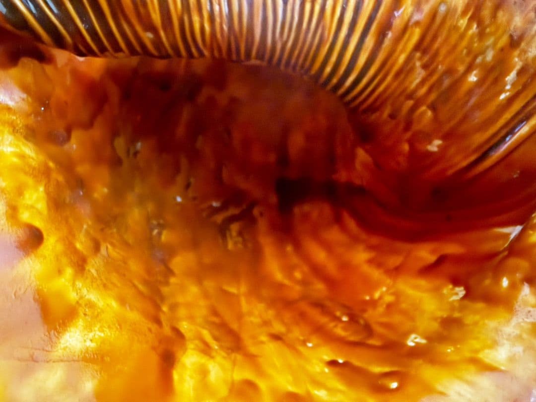 特大修験道法螺貝46㎝　肉厚　山伏ホラガイ　ほら貝