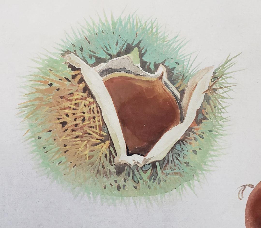 【栗図】中島多茂都 2540 クリ　掛け軸　肉筆