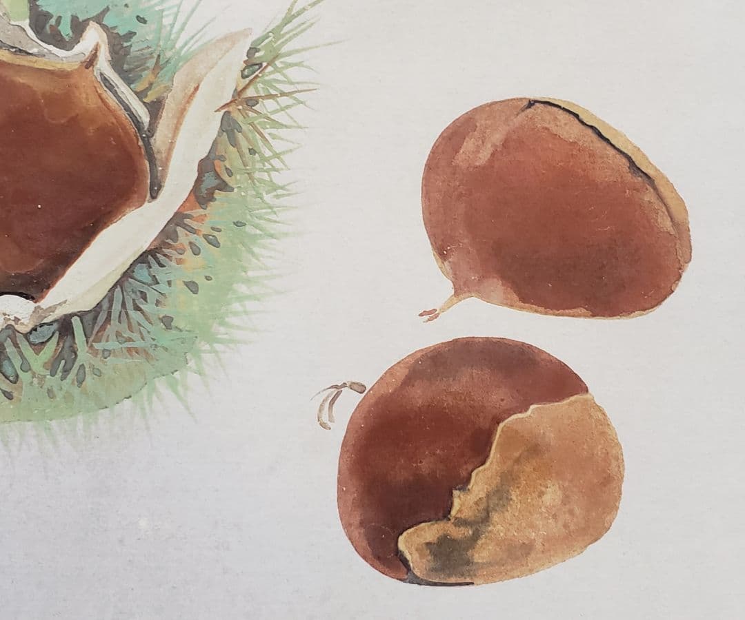 【栗図】中島多茂都 2540 クリ　掛け軸　肉筆