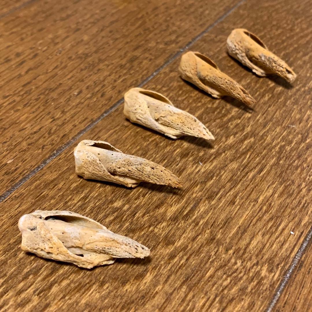 アザラシの腕の骨セット