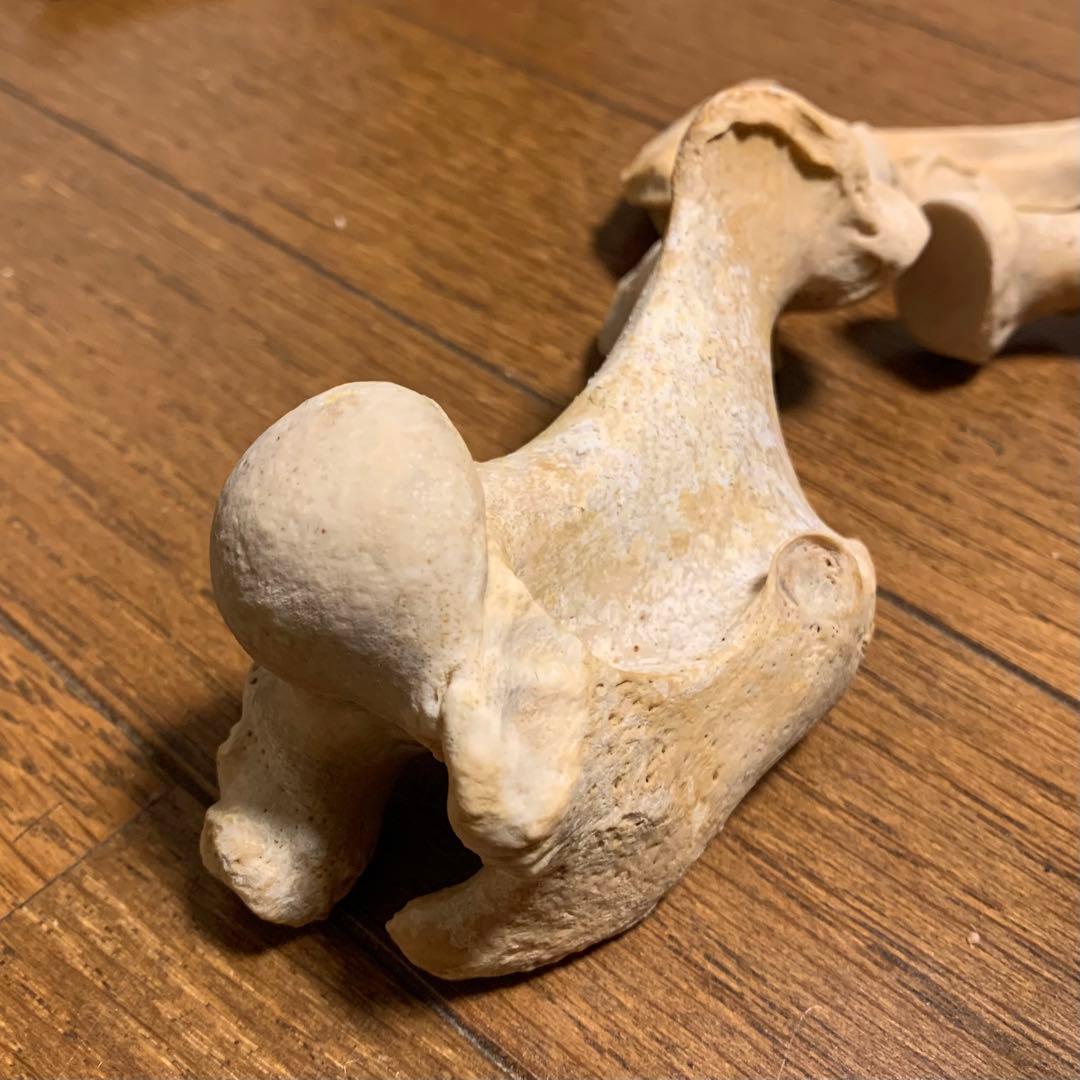 アザラシの腕の骨セット