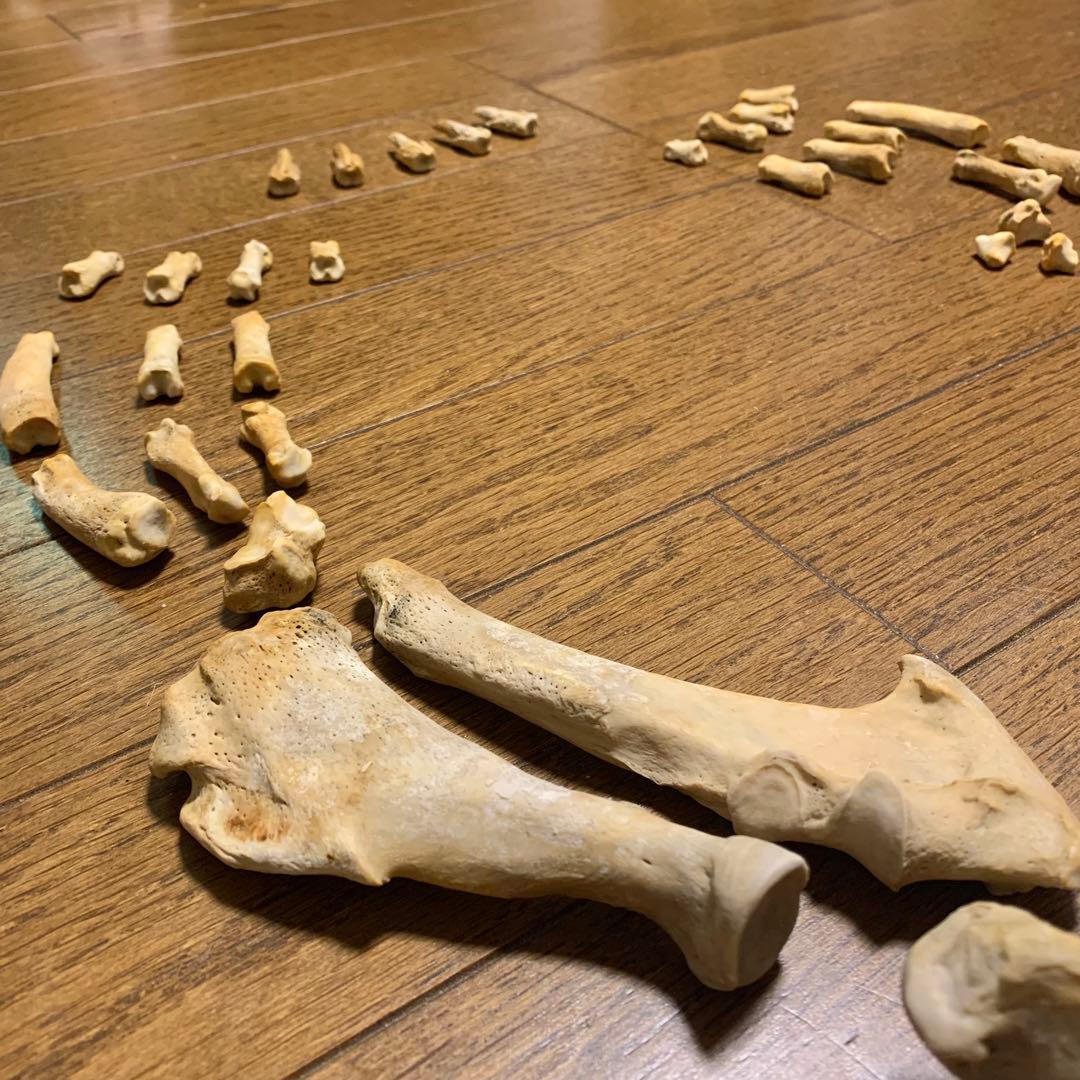アザラシの腕の骨セット