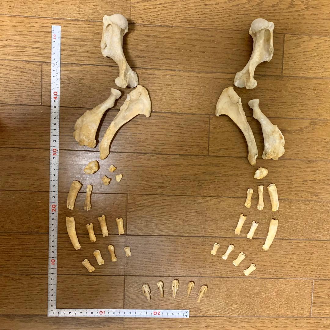 アザラシの腕の骨セット