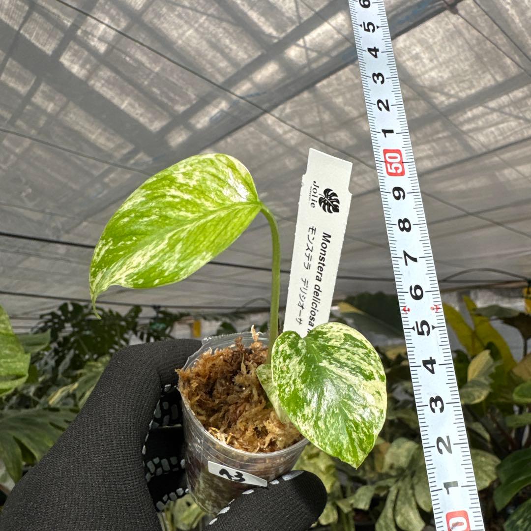 A3モンステラ　デリシオーサ　ミント斑入り　2寸ポリポット　ネコポス発送