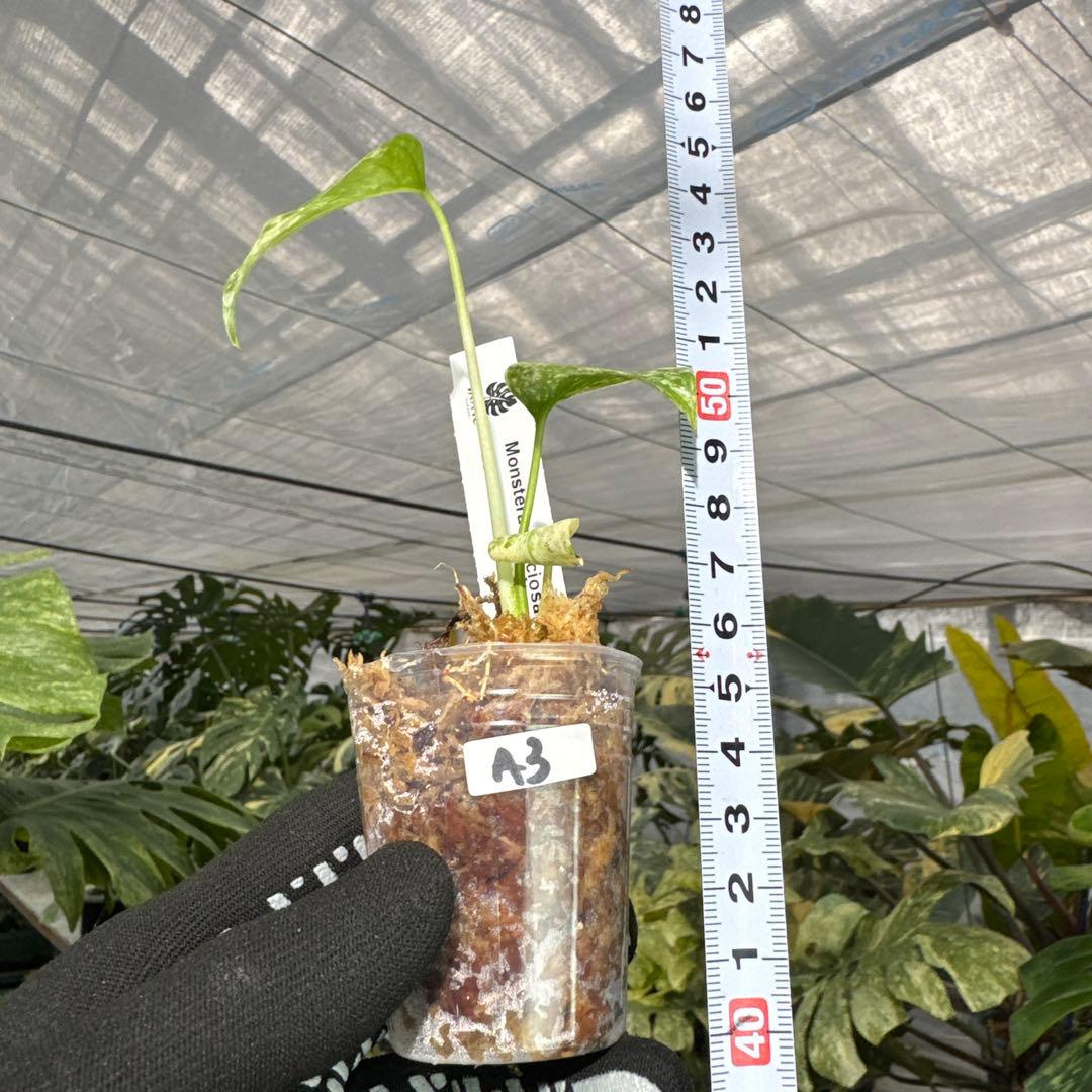 A3モンステラ　デリシオーサ　ミント斑入り　2寸ポリポット　ネコポス発送