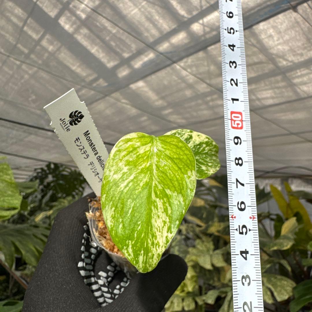 A3モンステラ　デリシオーサ　ミント斑入り　2寸ポリポット　ネコポス発送