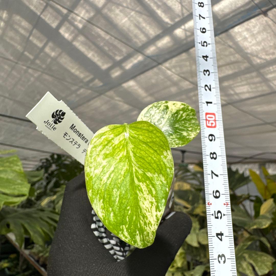 A3モンステラ　デリシオーサ　ミント斑入り　2寸ポリポット　ネコポス発送