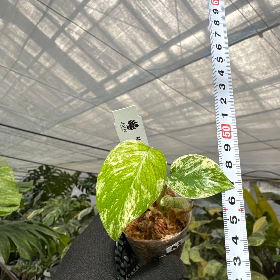 A3モンステラ　デリシオーサ　ミント斑入り　2寸ポリポット　ネコポス発送