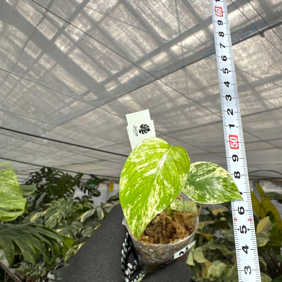 A3モンステラ　デリシオーサ　ミント斑入り　2寸ポリポット　ネコポス発送